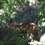 Victoria Falls: Bosbok (Tragelaphus Scriptus).1317 Victoria Falls: Bosbok (Tragelaphus Scriptus).1317