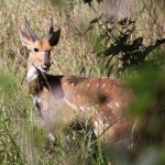 Victoria Falls: Bosbok (Tragelaphus Scriptus).1319 Victoria Falls: Bosbok (Tragelaphus Scriptus).1319