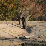 Hwange N.P.: Afrikaans Olifant (Loxodonta Africana).1361 Hwange N.P.: Afrikaans Olifant (Loxodonta Africana).1361