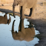 Hwange N.P.: Afrikaans Olifant (Loxodonta Africana).1363 Hwange N.P.: Afrikaans Olifant (Loxodonta Africana).1363