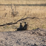 Hwange N.P.: Beerbaviaan (Papio Ursinus).1358 Hwange N.P.: Beerbaviaan (Papio Ursinus).1358