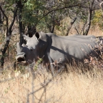 Matobo N.P.: Witte Neushoorn (Ceratotherium Simum).1383 Matobo N.P.: Witte Neushoorn (Ceratotherium Simum).1383
