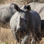 Matobo N.P.: Witte Neushoorn (Ceratotherium Simum).1397 Matobo N.P.: Witte Neushoorn (Ceratotherium Simum).1397