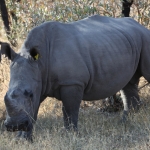 Matobo N.P.: Witte Neushoorn (Ceratotherium Simum).1402 Matobo N.P.: Witte Neushoorn (Ceratotherium Simum).1402