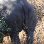 Matobo N.P.: Witte Neushoorn (Ceratotherium Simum).1403 Matobo N.P.: Witte Neushoorn (Ceratotherium Simum).1403