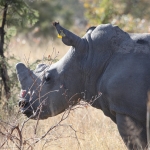 Matobo N.P.: Witte Neushoorn (Ceratotherium Simum).1413 Matobo N.P.: Witte Neushoorn (Ceratotherium Simum).1413