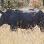 Matobo N.P.: Witte Neushoorn (Ceratotherium Simum).1414 Matobo N.P.: Witte Neushoorn (Ceratotherium Simum).1414