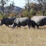 Matobo N.P.: Witte Neushoorn (Ceratotherium Simum).1418 Matobo N.P.: Witte Neushoorn (Ceratotherium Simum).1418