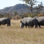 Matobo N.P.: Witte Neushoorn (Ceratotherium Simum).1419 Matobo N.P.: Witte Neushoorn (Ceratotherium Simum).1419