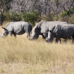 Matobo N.P.: Witte Neushoorn (Ceratotherium Simum).1421 Matobo N.P.: Witte Neushoorn (Ceratotherium Simum).1421