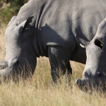 Matobo N.P.: Witte Neushoorn (Ceratotherium Simum).1422 Matobo N.P.: Witte Neushoorn (Ceratotherium Simum).1422