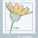 Gele ganzenbloem Gele ganzenbloem