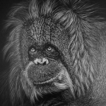 Orang-oetang in black Orang-oetang in black