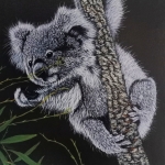 Koala beer in boom Koala beer in boom