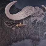 Kafferbuffel met vogeltje Kafferbuffel met vogeltje
