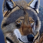 Wolf op jacht Wolf op jacht