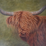 Schotse hooglander Schotse hooglander