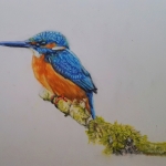 Ijsvogel Ijsvogel