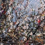 Symbiosis 160-13 Symbiosis 160-13