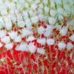 Veldbloemen Veldbloemen