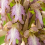 Hyacintorchis