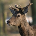 Edelhert Edelhert