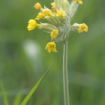 Gulden Sleutelbloem Gulden Sleutelbloem