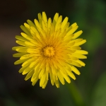 Paardenbloem Paardenbloem