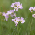 Pinksterbloem Pinksterbloem