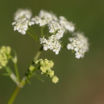 Fluitenkruid Fluitenkruid