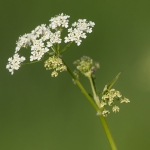 Fluitenkruid Fluitenkruid