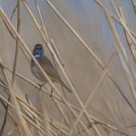 Blauwborst Blauwborst