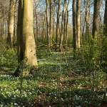 Haagse Bos Haagse Bos