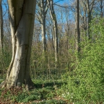 Haagse Bos Haagse Bos