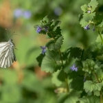 Klein Geaderd Witje Klein Geaderd Witje