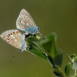 Icarusblauwtje Icarusblauwtje