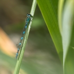 Variabele Waterjuffer Variabele Waterjuffer