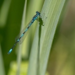 Variabele Waterjuffer Variabele Waterjuffer
