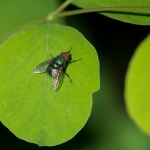 Lucilia sericata Lucilia sericata
