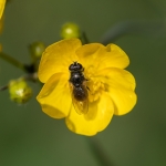 Kustgitje Kustgitje