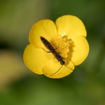 Halmwesp sp. Halmwesp sp.