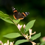 Atalanta Atalanta