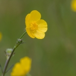 Scherpe Boterbloem Scherpe Boterbloem