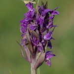 Brede Orchis Brede Orchis