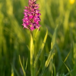 Gevlekte Rietorchis Gevlekte Rietorchis