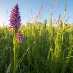 Brede Orchis Brede Orchis