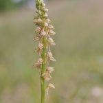 Poppenorchis Poppenorchis