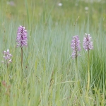 Aapjesorchis Aapjesorchis