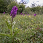 Brede Orchis Brede Orchis