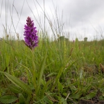 Brede Orchis Brede Orchis